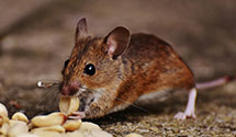 24 Hour & Emergency Exterminators in Yanceyville, NC